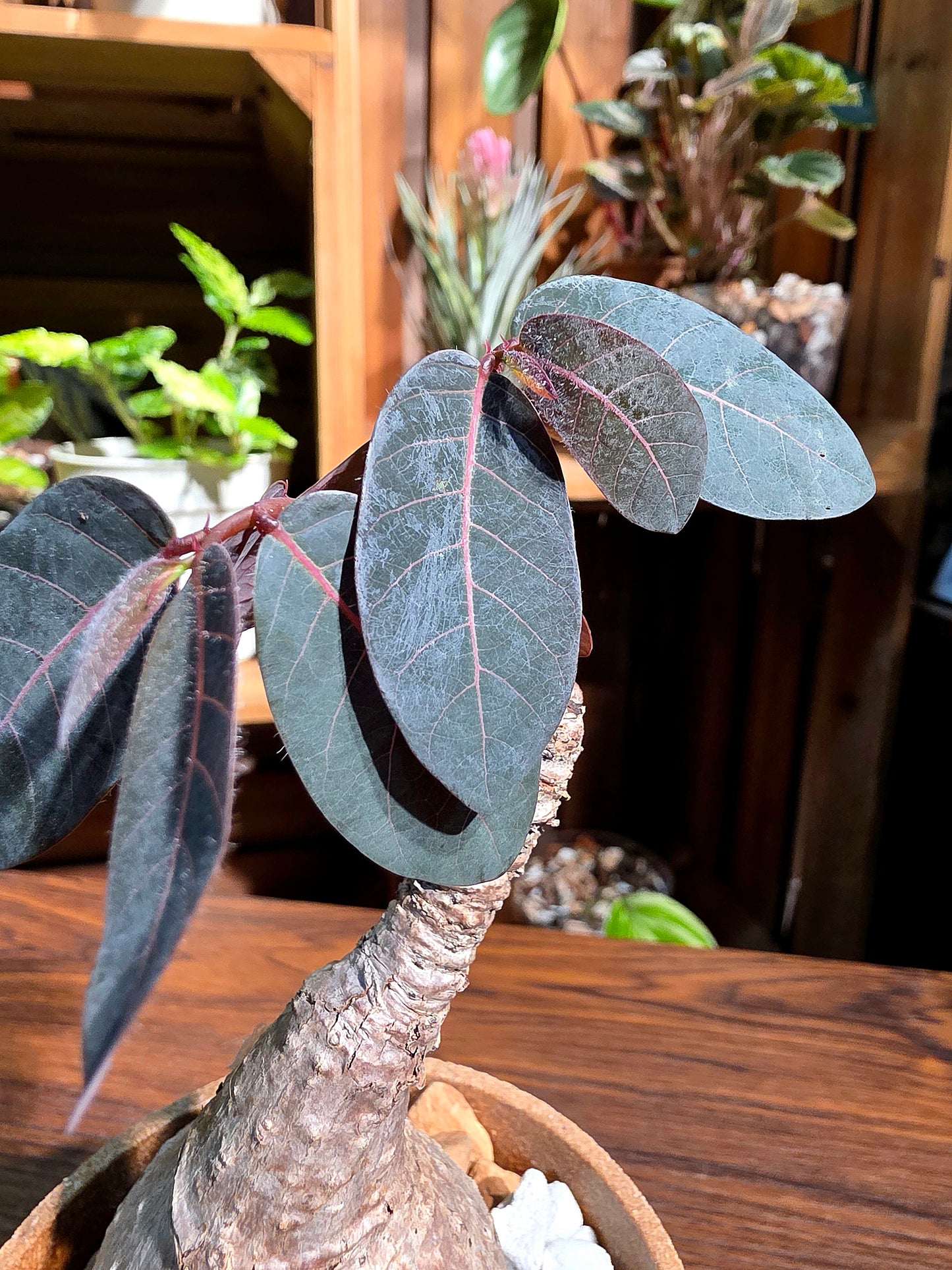 Phyllanthus mirabilis 奇異油柑