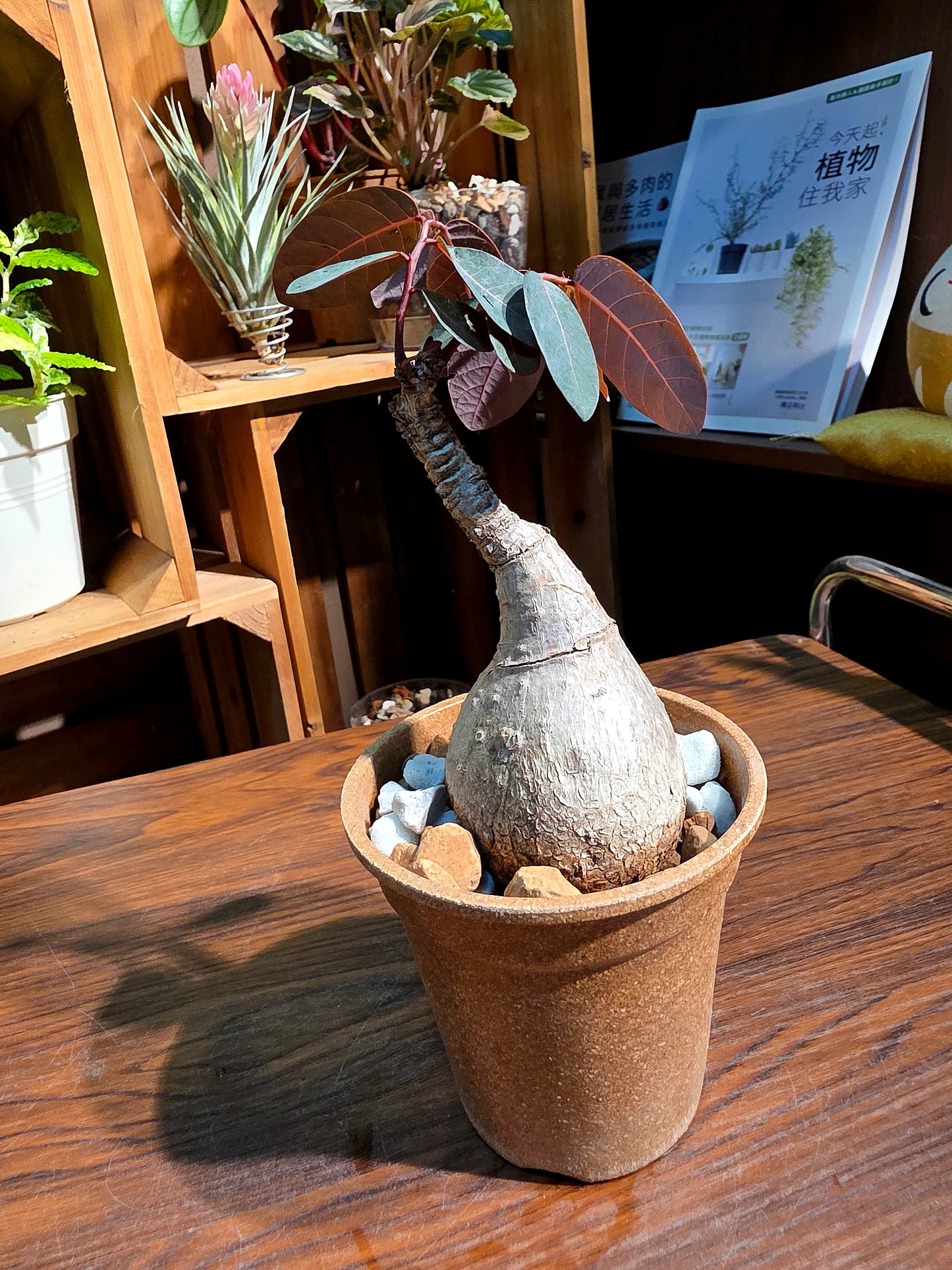 Phyllanthus mirabilis 奇異油柑