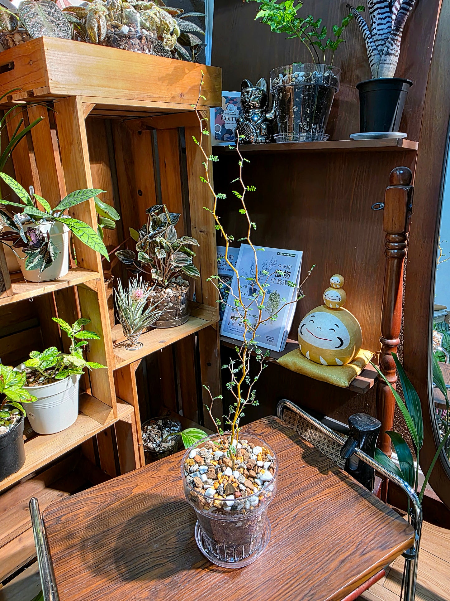 Sophora prostrata 童話樹