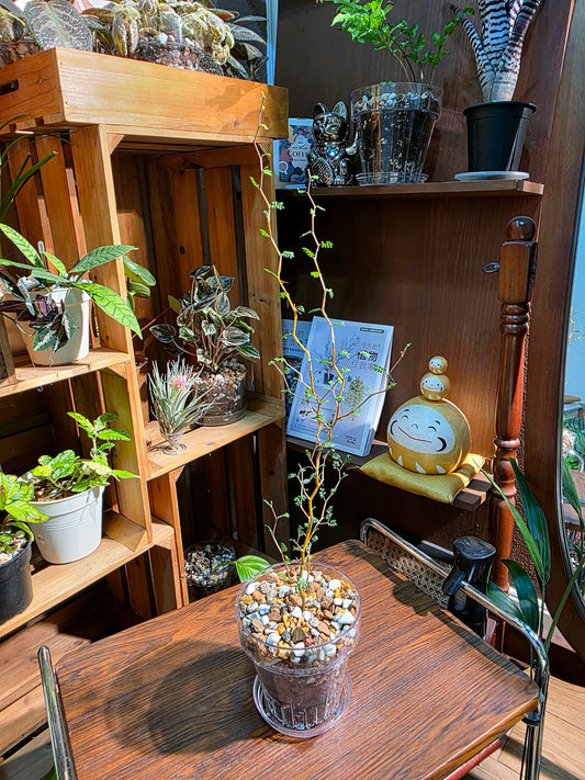 Sophora prostrata 童話樹
