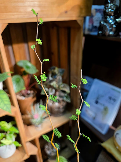 Sophora prostrata 童話樹