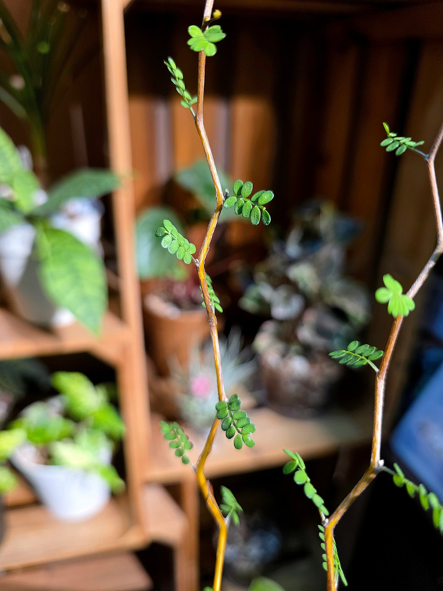 Sophora prostrata 童話樹