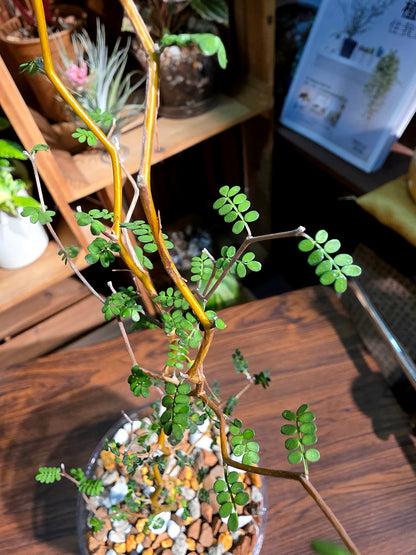 Sophora prostrata 童話樹