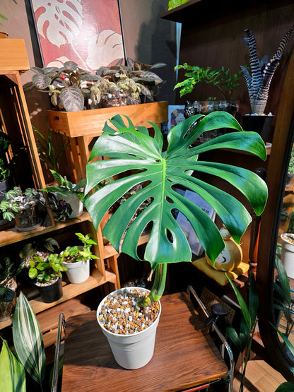 Monstera deliciosa 老樁龜背竹