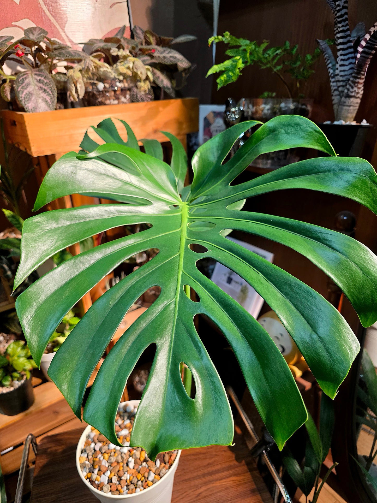 Monstera deliciosa 老樁龜背竹