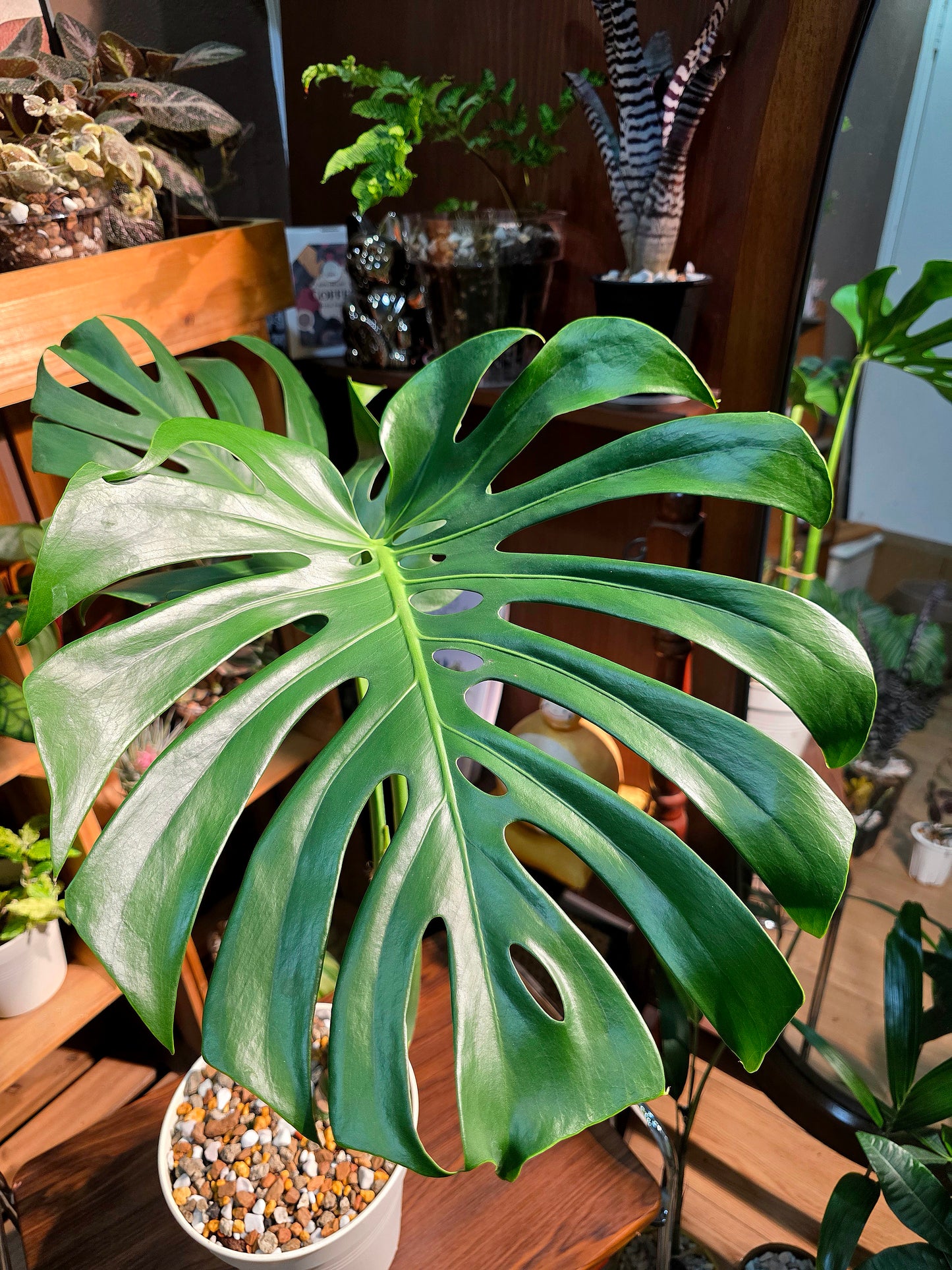 Monstera deliciosa 老樁龜背竹