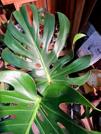 Monstera deliciosa 老樁龜背竹