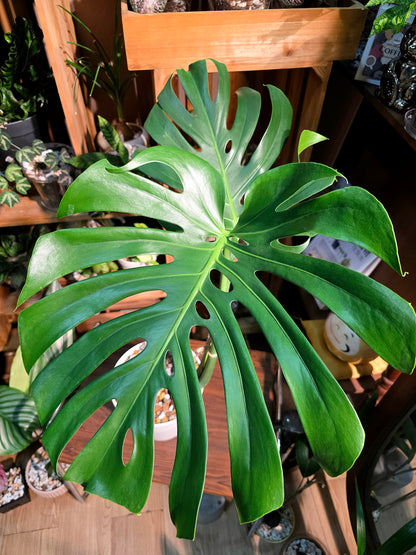 Monstera deliciosa 老樁龜背竹