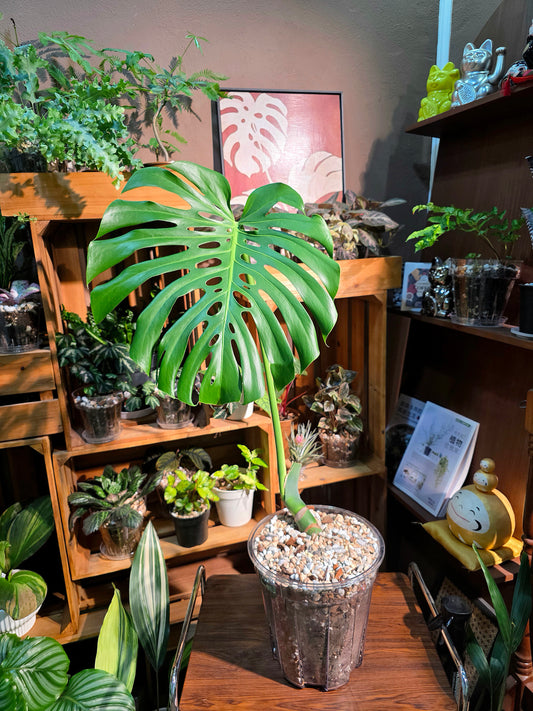 Monstera deliciosa 老樁龜背竹