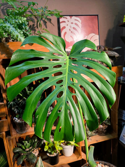 Monstera deliciosa 老樁龜背竹