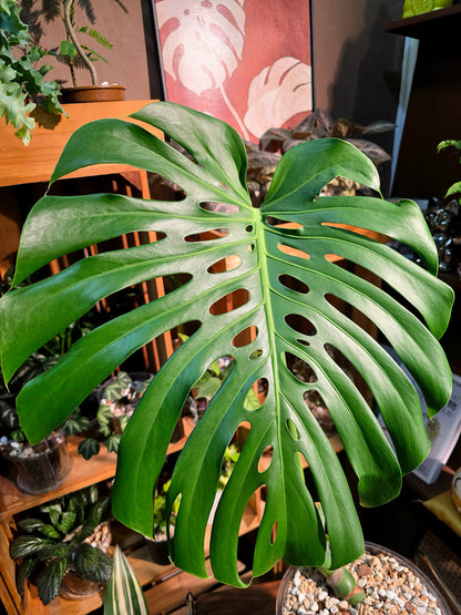 Monstera deliciosa 老樁龜背竹