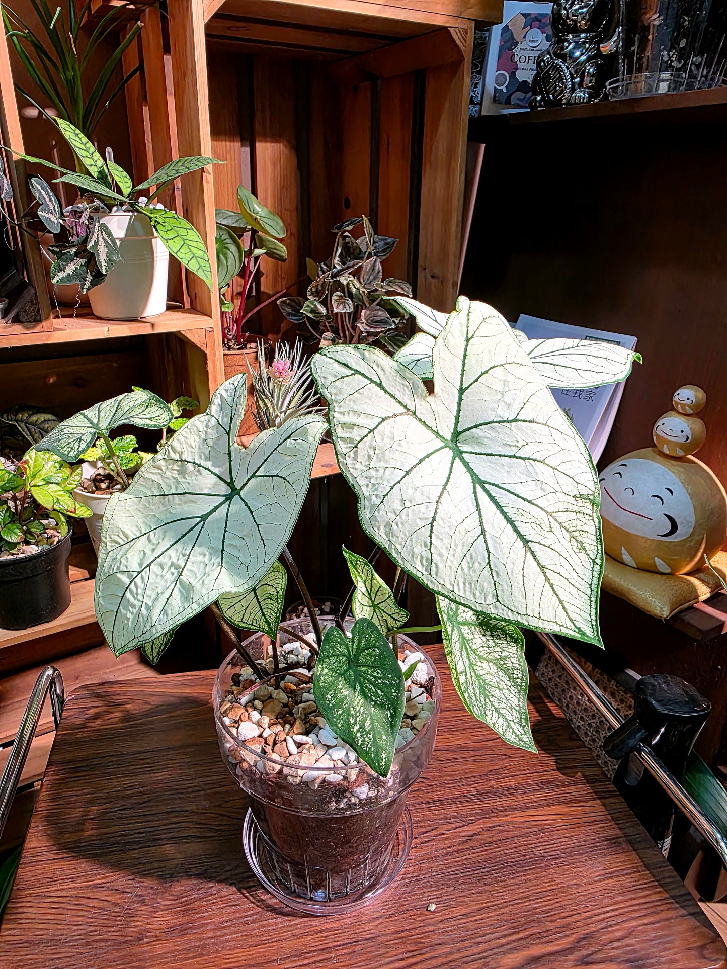 Caladium white christmas 白色聖誕彩葉芋