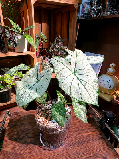Caladium white christmas 白色聖誕彩葉芋