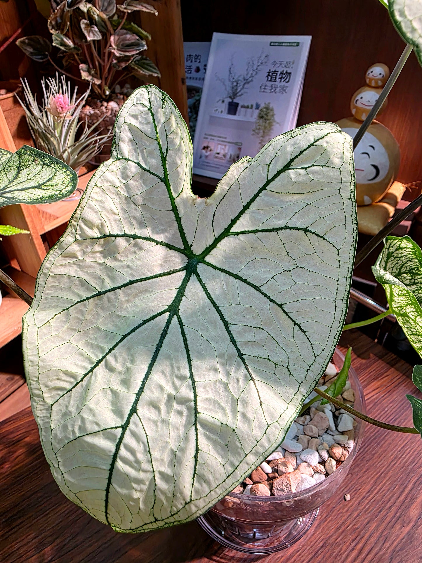 Caladium white christmas 白色聖誕彩葉芋