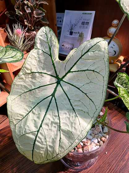 Caladium white christmas 白色聖誕彩葉芋
