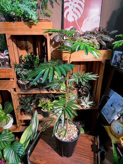 Cojoba arborea 小豆樹