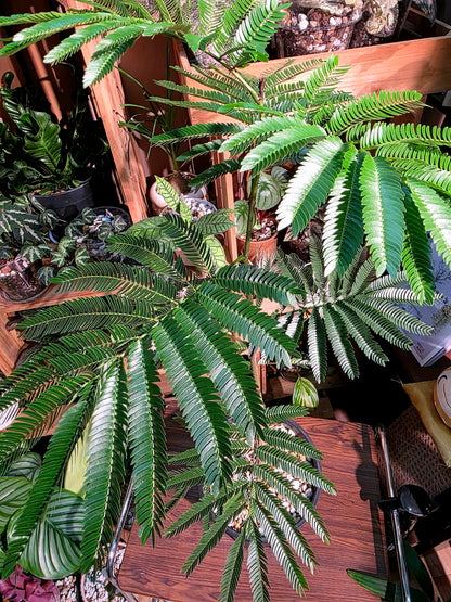 Cojoba arborea 小豆樹