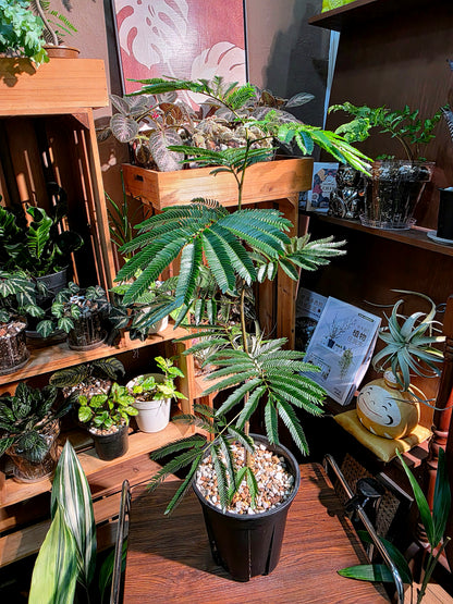 Cojoba arborea 小豆樹