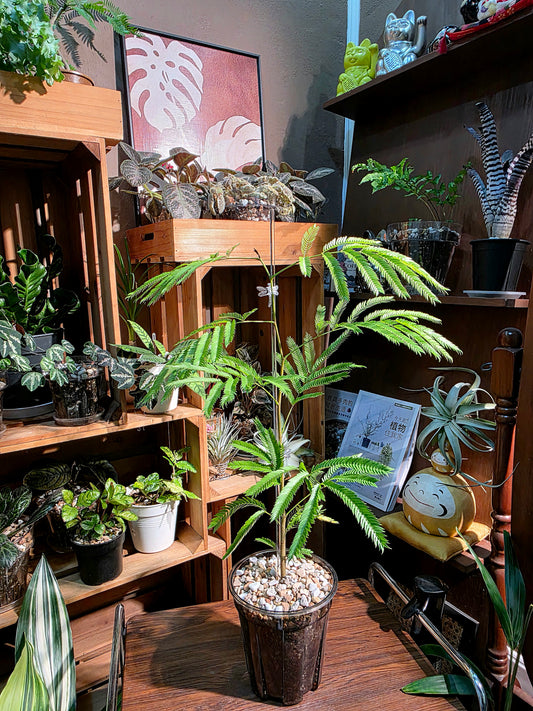 Cojoba arborea 小豆樹