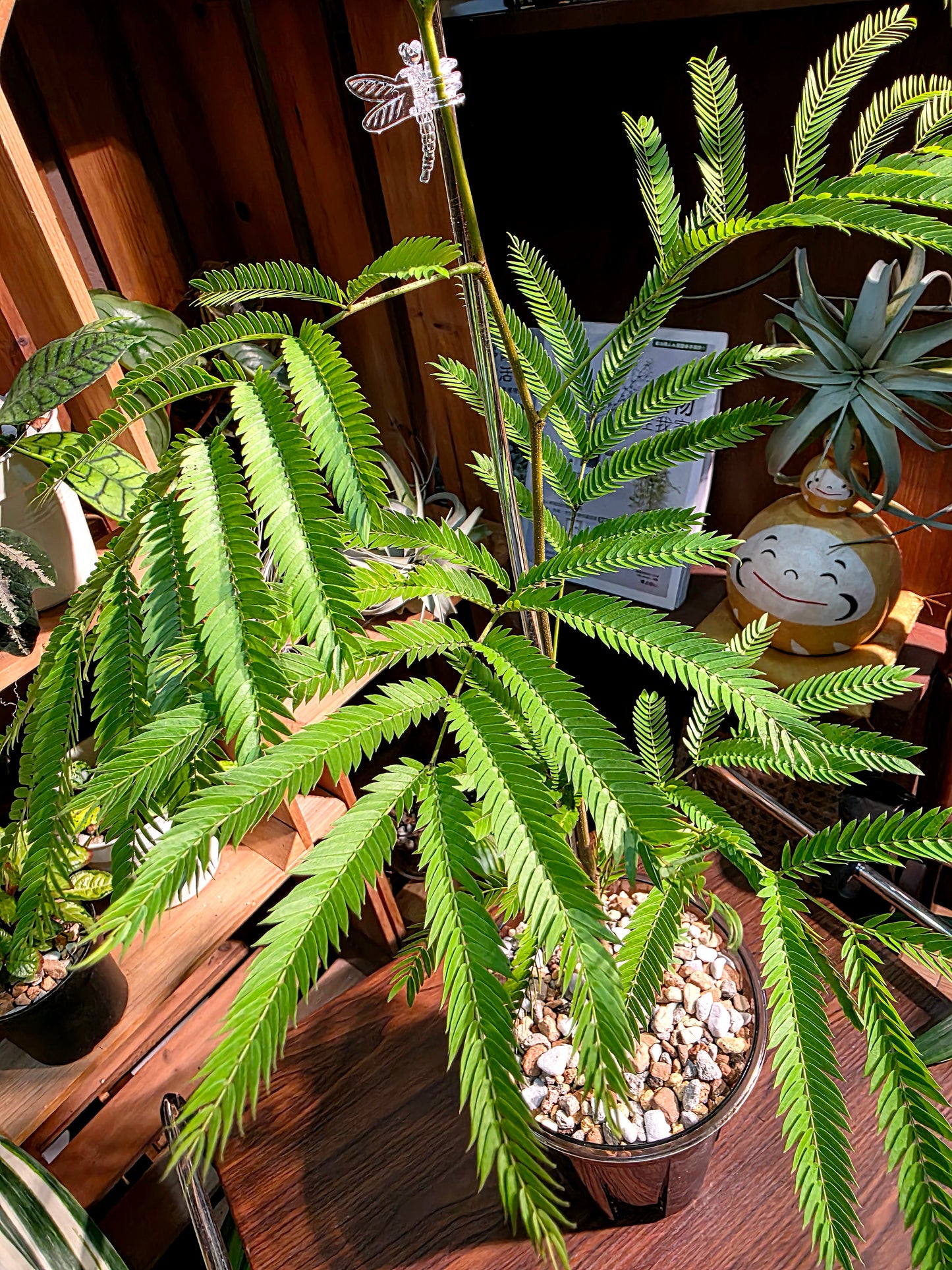 Cojoba arborea 小豆樹