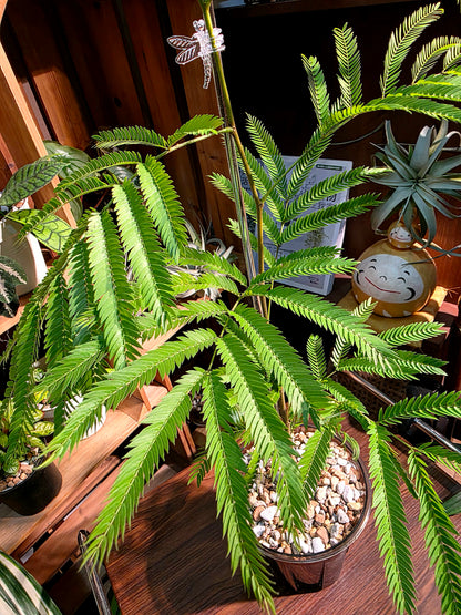Cojoba arborea 小豆樹