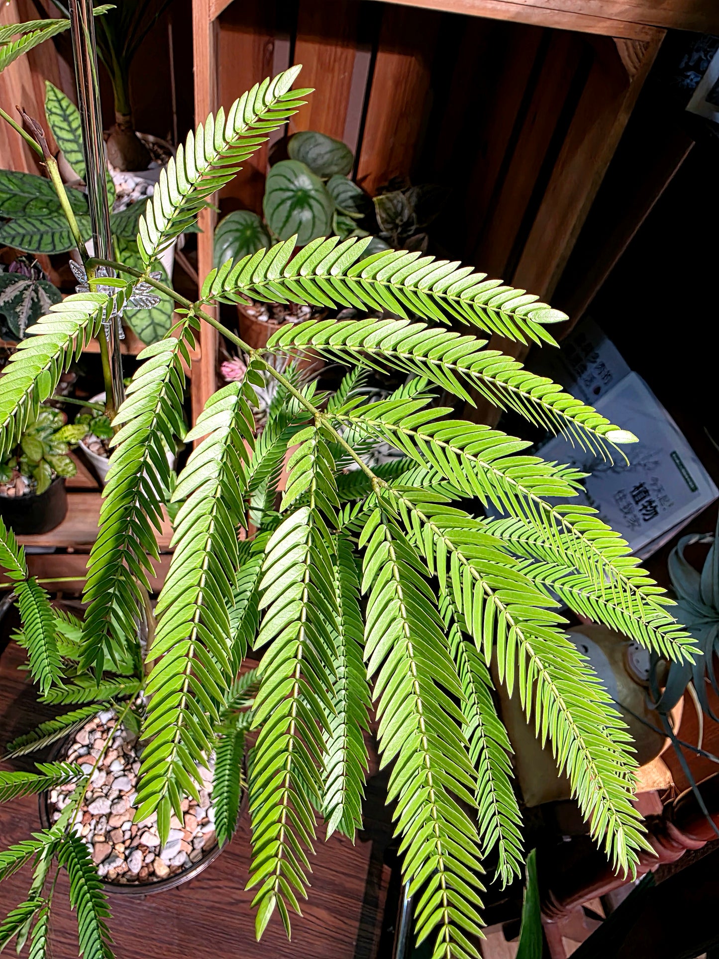 Cojoba arborea 小豆樹