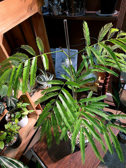 Cojoba arborea 小豆樹