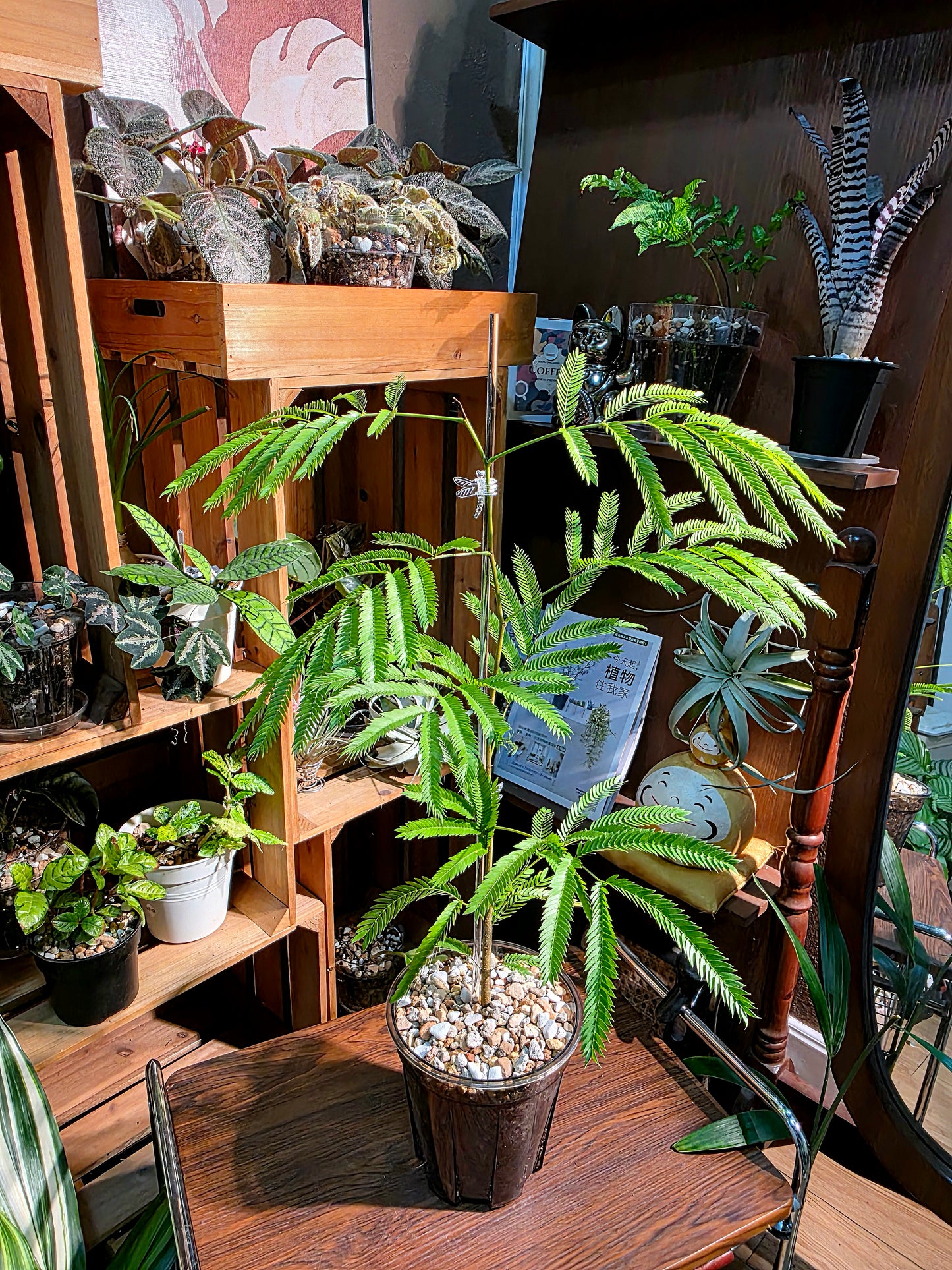 Cojoba arborea 小豆樹