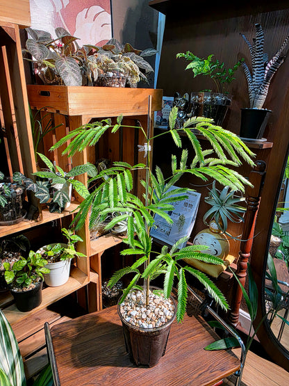 Cojoba arborea 小豆樹