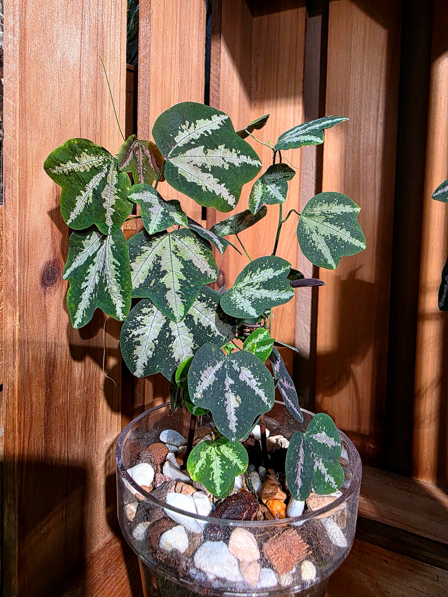 Passiflora trifascata 鵝掌西番蓮