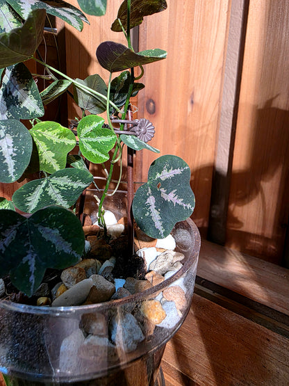 Passiflora trifascata 鵝掌西番蓮
