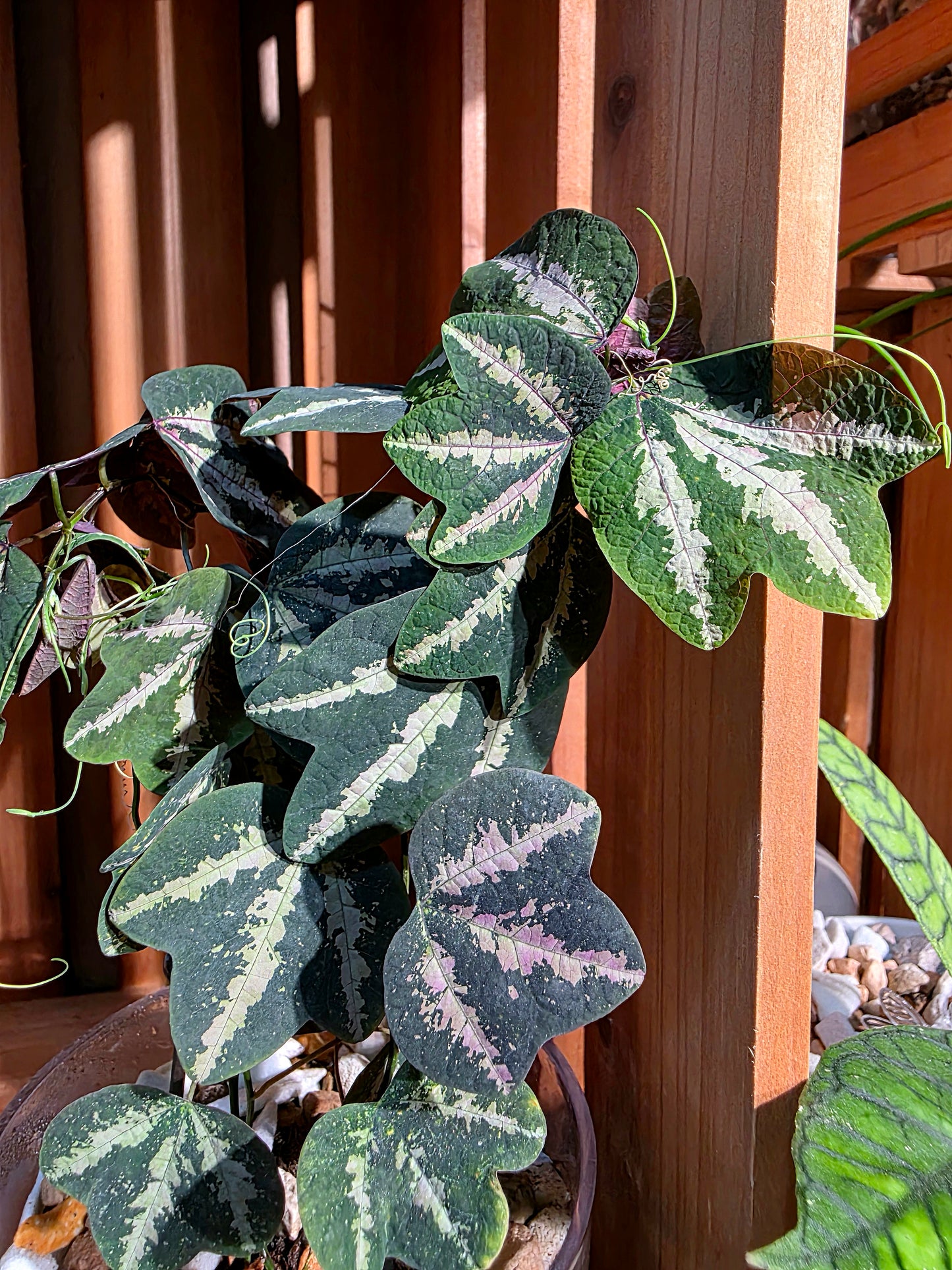 Passiflora trifascata 鵝掌西番蓮