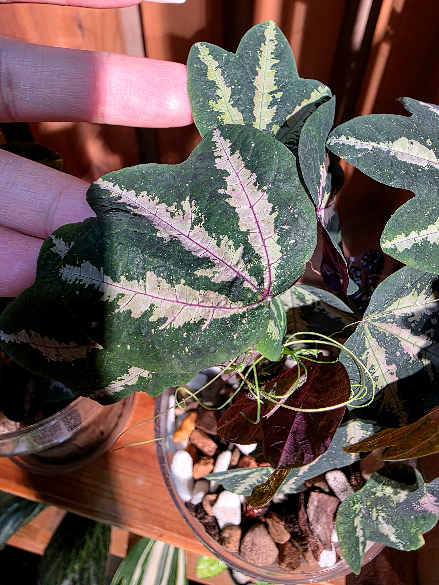 Passiflora trifascata 鵝掌西番蓮