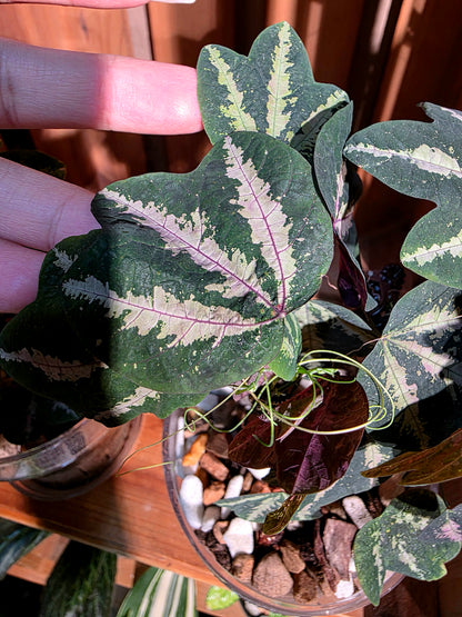 Passiflora trifascata 鵝掌西番蓮