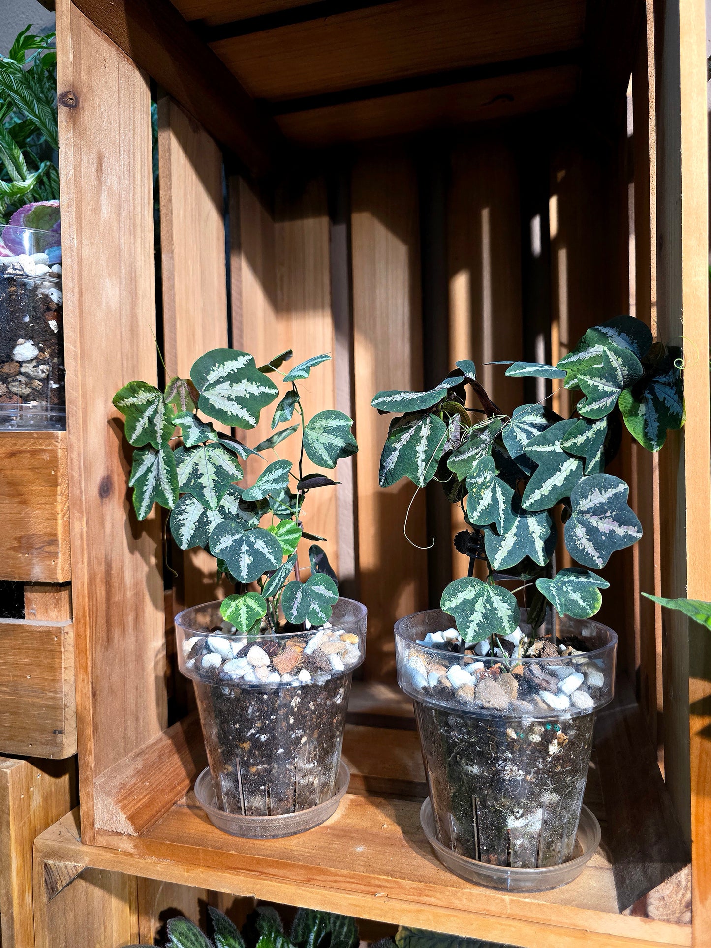 Passiflora trifascata 鵝掌西番蓮
