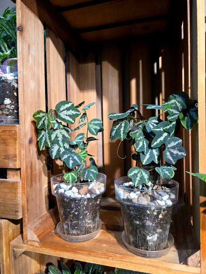 Passiflora trifascata 鵝掌西番蓮