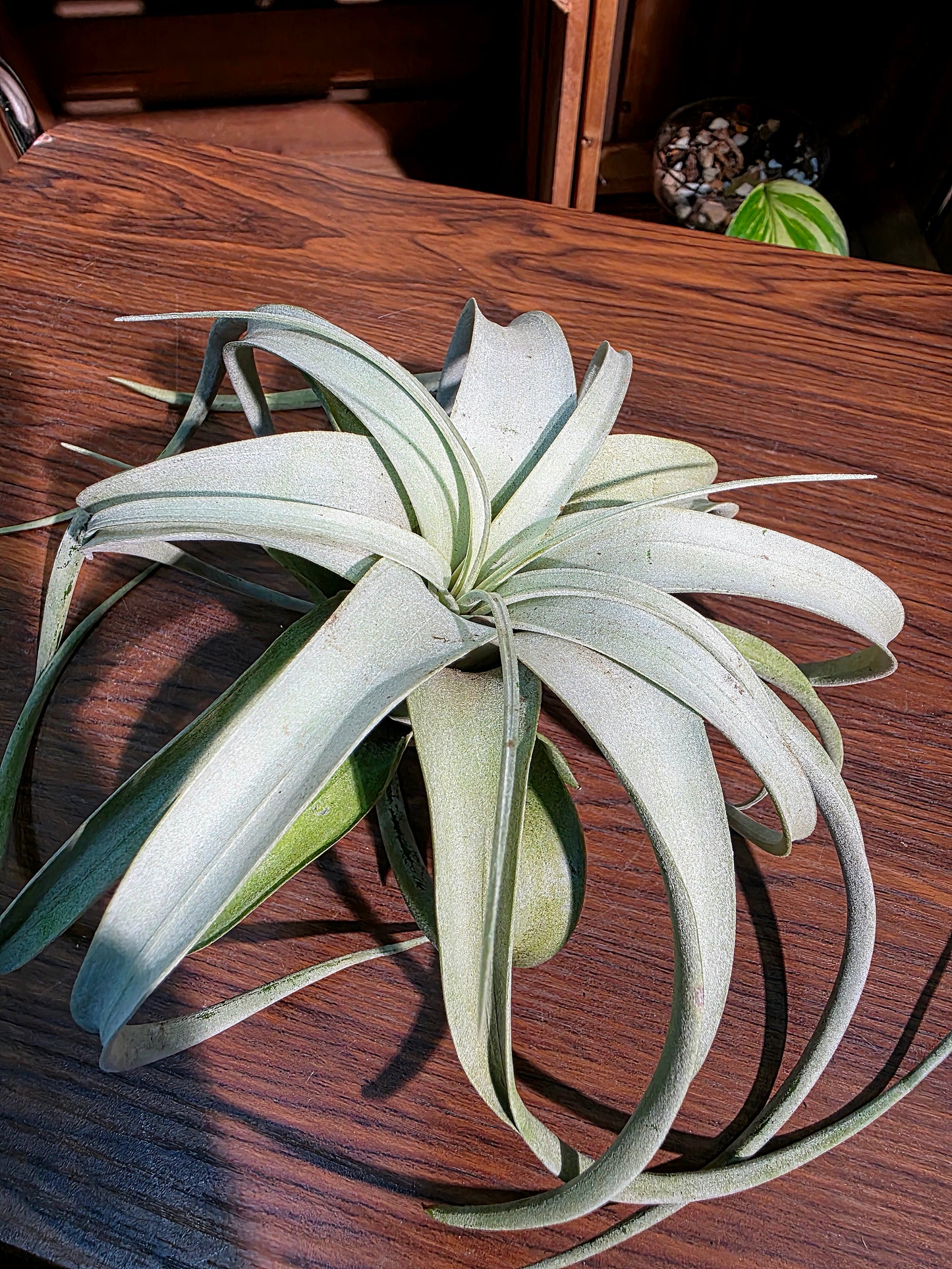 Tillandsia xerographica 霸王空氣鳳梨