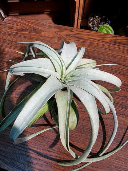 Tillandsia xerographica 霸王空氣鳳梨