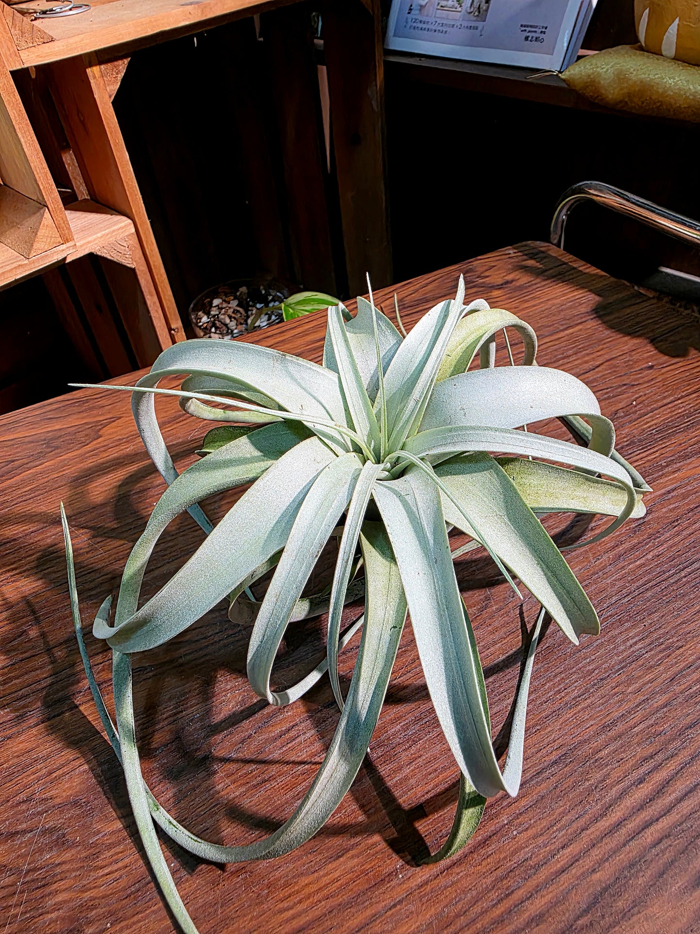 Tillandsia xerographica 霸王空氣鳳梨