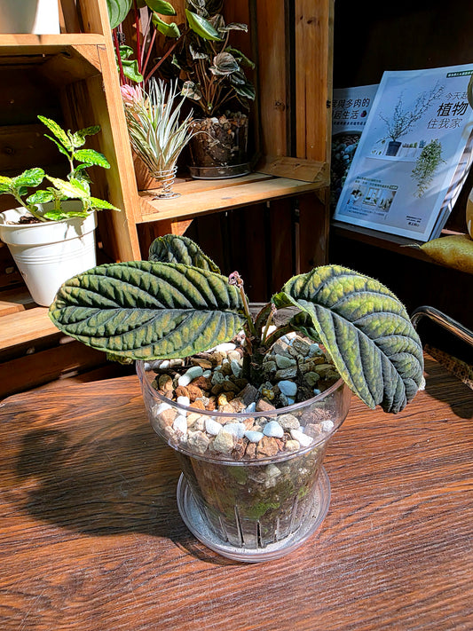 Ardisia sp Vietnam 皺葉紫金牛
