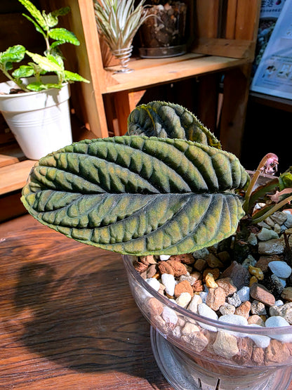 Ardisia sp Vietnam 皺葉紫金牛