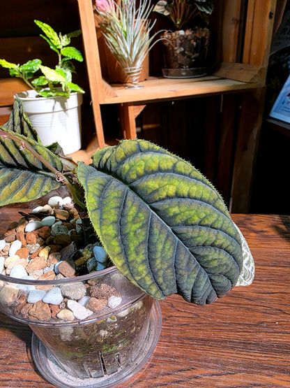 Ardisia sp Vietnam 皺葉紫金牛