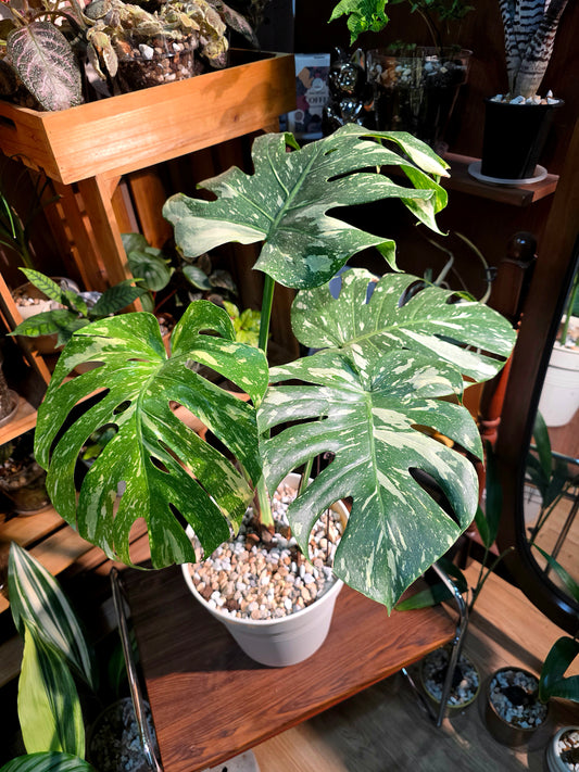 Monstera thai constellation 灑金龜背竹