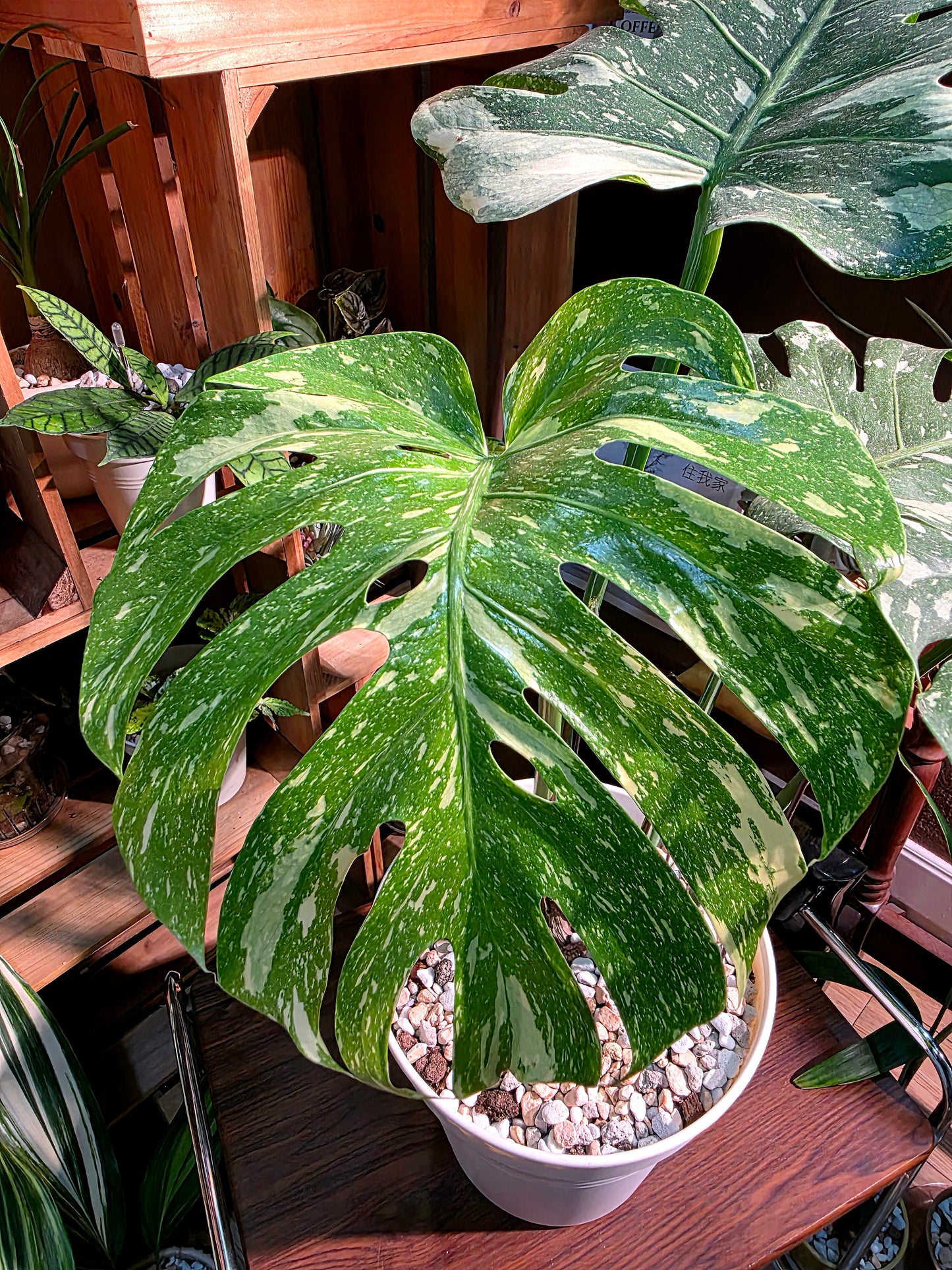 Monstera thai constellation 灑金龜背竹