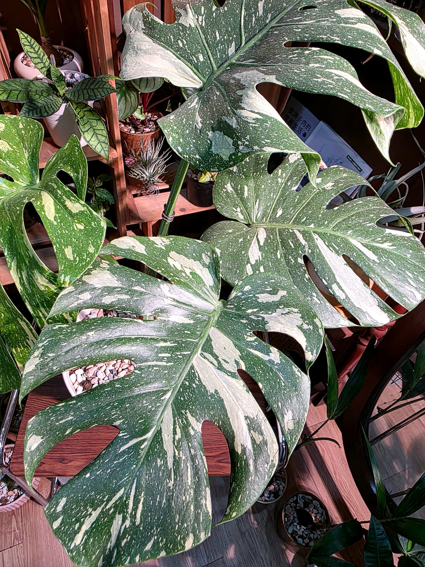 Monstera thai constellation 灑金龜背竹
