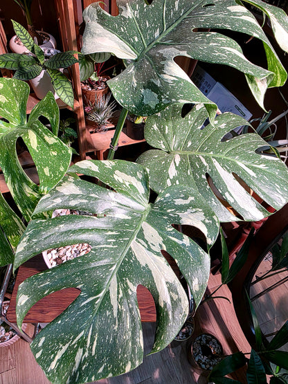 Monstera thai constellation 灑金龜背竹