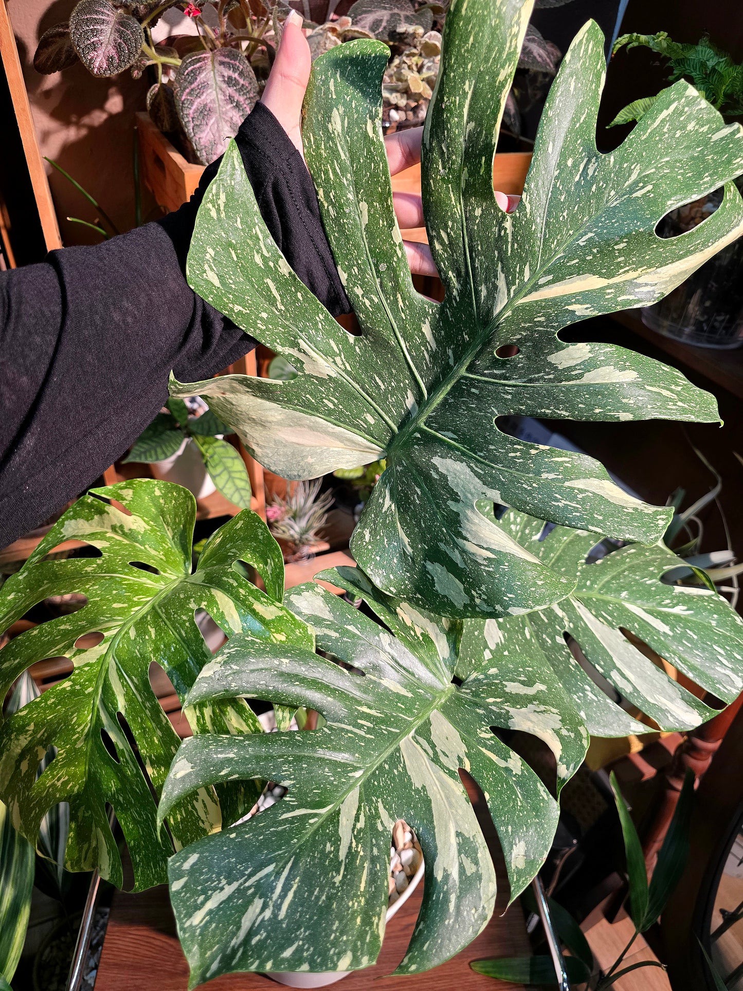Monstera thai constellation 灑金龜背竹