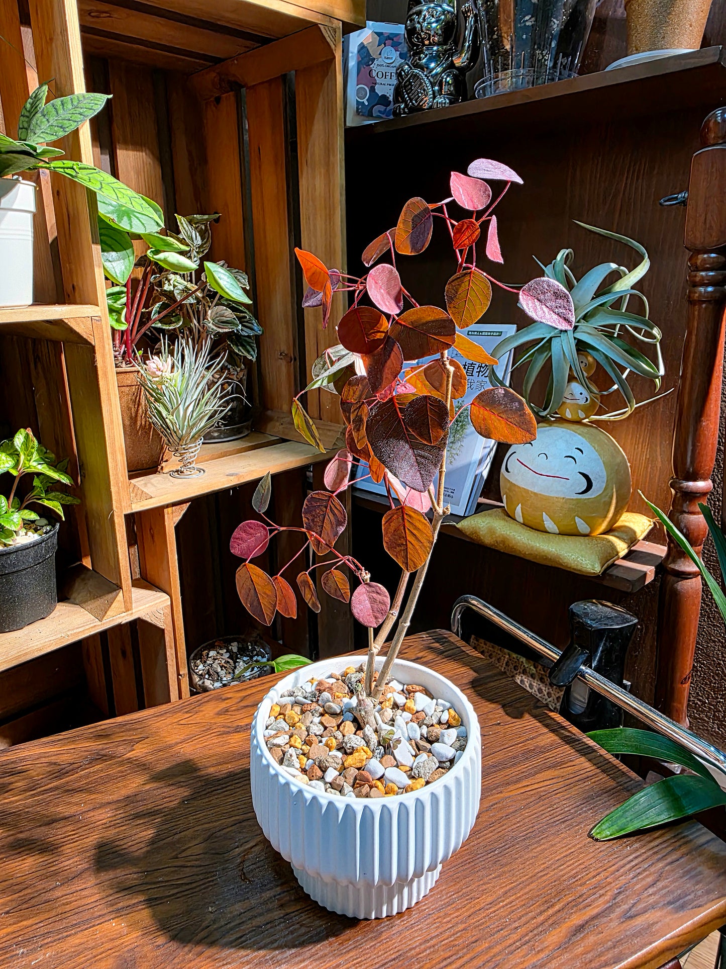 Euphorbia cotinifolia 紫錦木