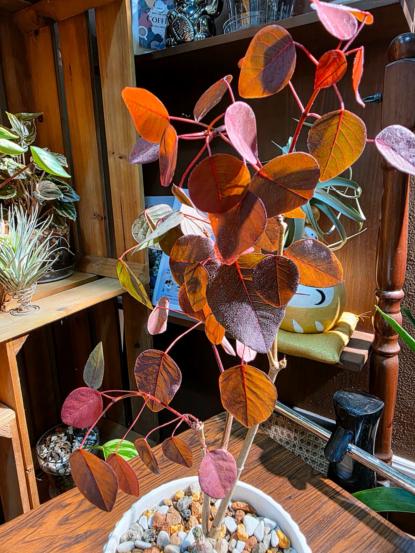 Euphorbia cotinifolia 紫錦木