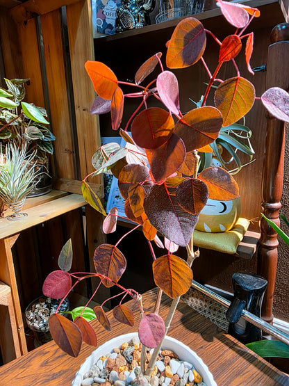Euphorbia cotinifolia 紫錦木